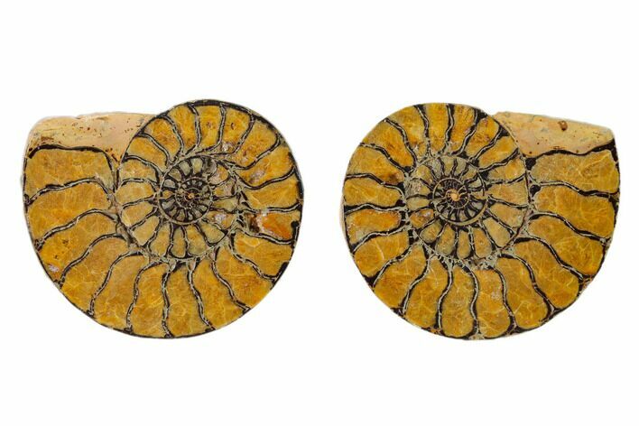 Sliced, Iron Replaced Fossil Ammonite - Morocco #138007